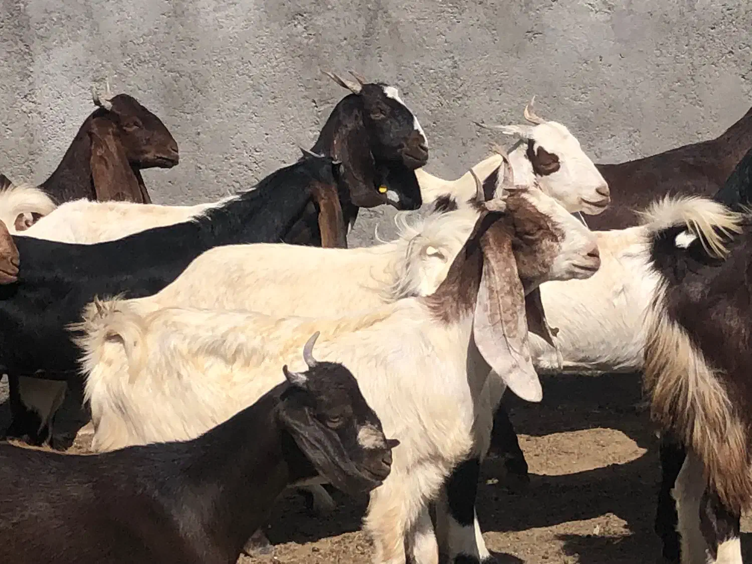 20راس چپش پاکستانی جنس یک(میش بره بزغاله گوسفند)|حیوانات مزرعه|قم, آرامستان بهشت معصومه|دیوار