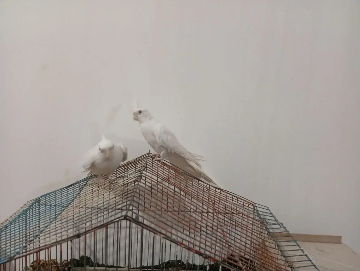 عروس هلندی البینو|پرنده|کلاله, |دیوار