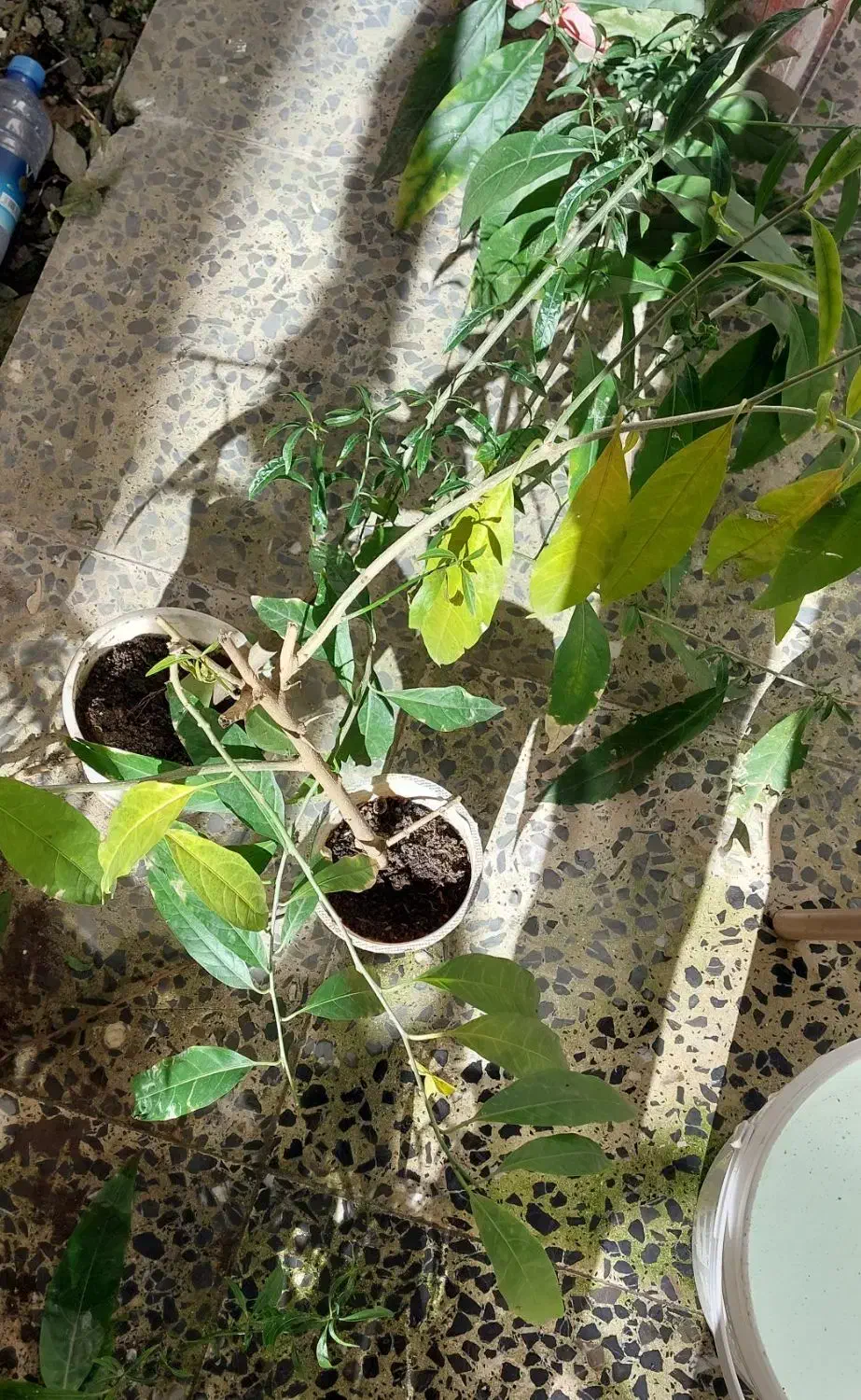 گل شبو|گل و گیاه طبیعی|رشت, شهرک آیت الله منتظری|دیوار