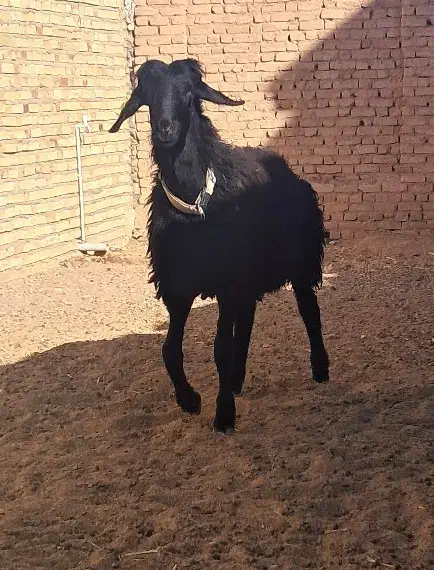 بره قوچ همو با کیفیت|حیوانات مزرعه|تربتحیدریه, مسجد جامع|دیوار