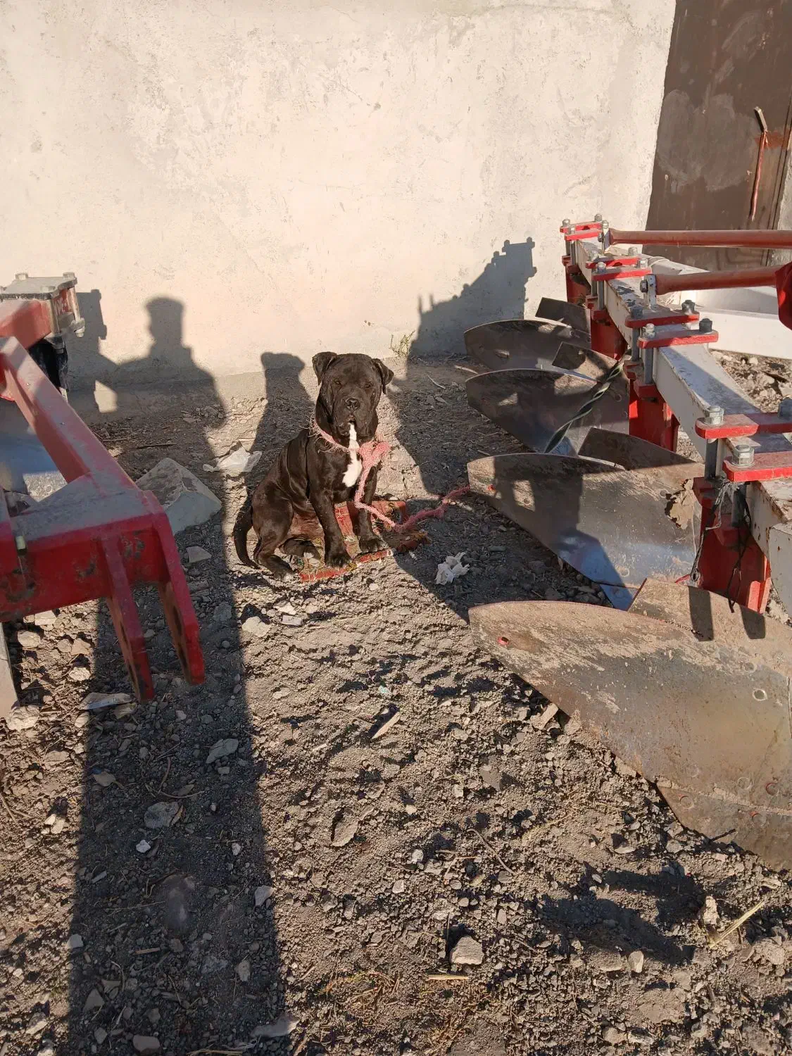 سگ نر پیرپت|سگ|کرمانشاه, |دیوار