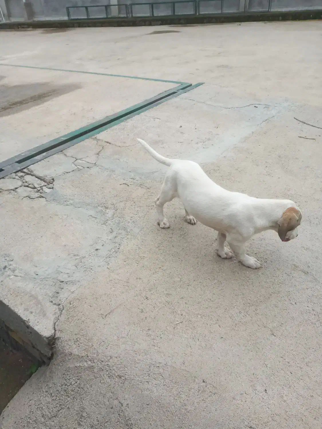 توله شکاری|سگ|صومعه‌سرا, |دیوار