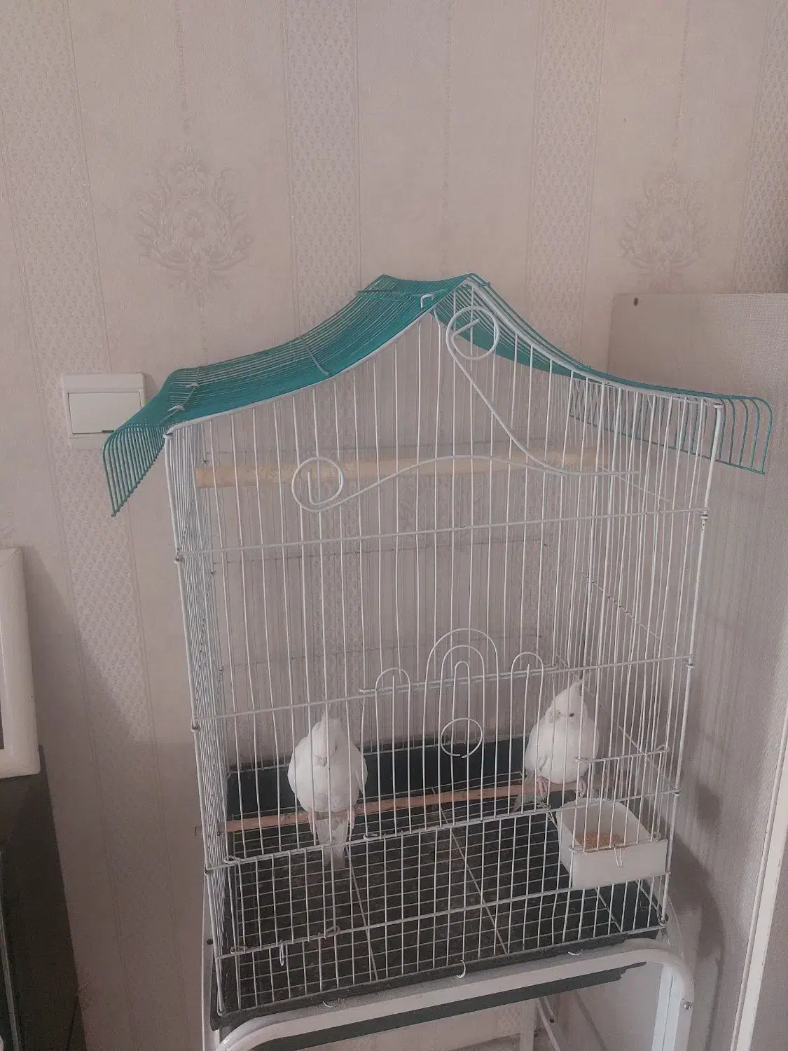 عروس هلندی البینو نر|پرنده|تهران, کوی بیمه|دیوار