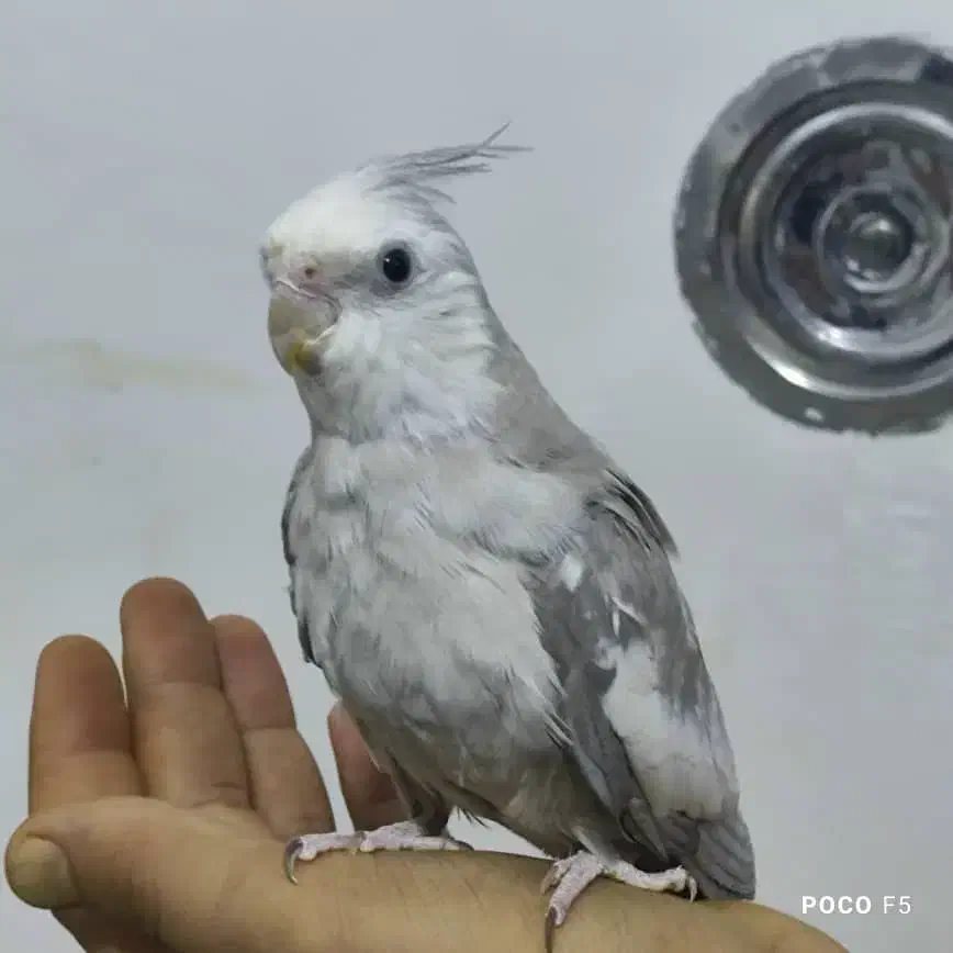 عروس هلندی|پرنده|شیراز, شاپورجان|دیوار