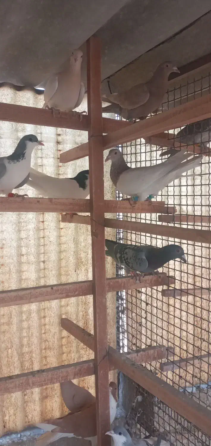 کبوتر رنگی|پرنده|تهران, آهنگ|دیوار