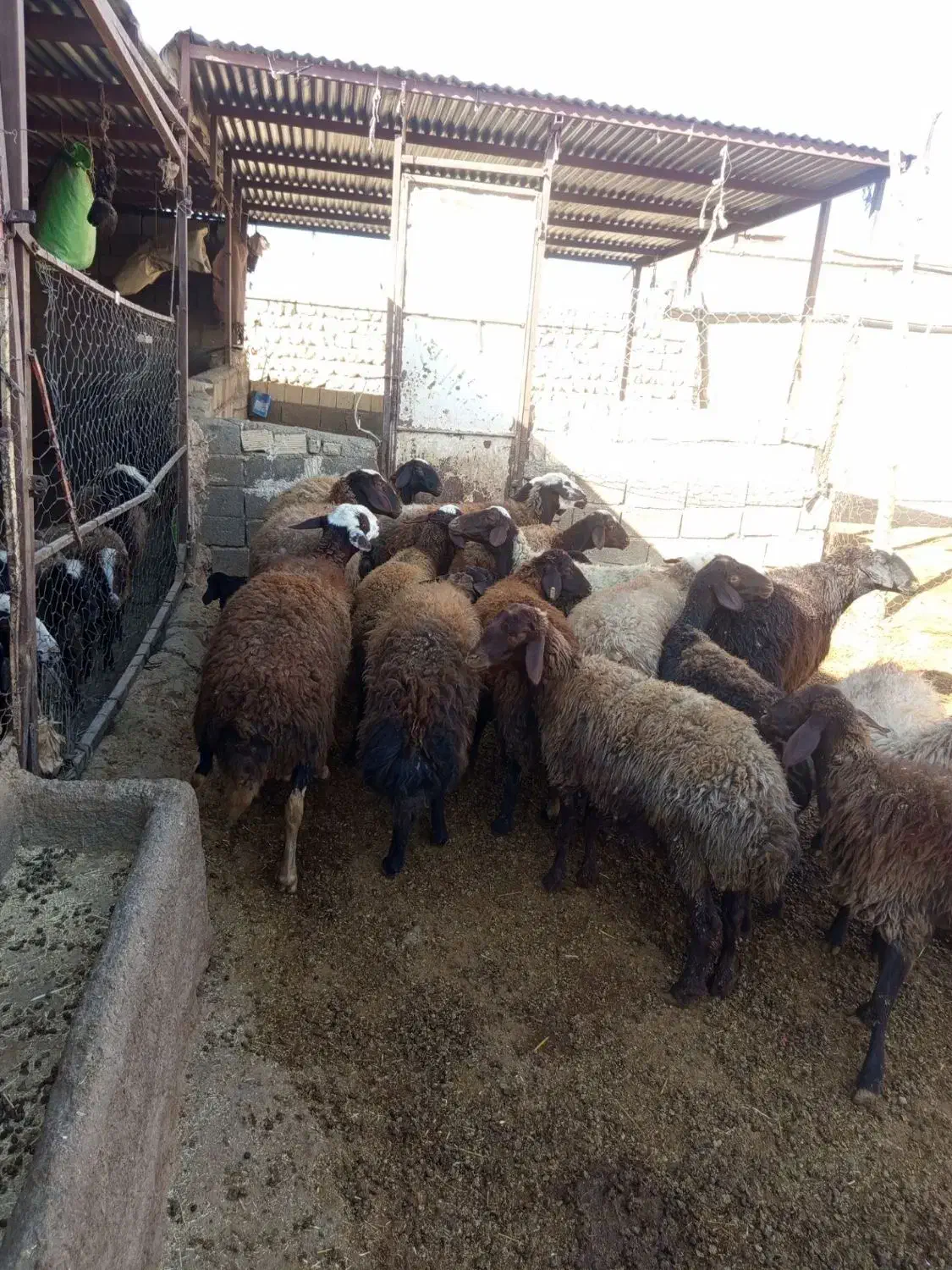 میش آبستن میش بره|حیوانات مزرعه|کوهدشت, |دیوار