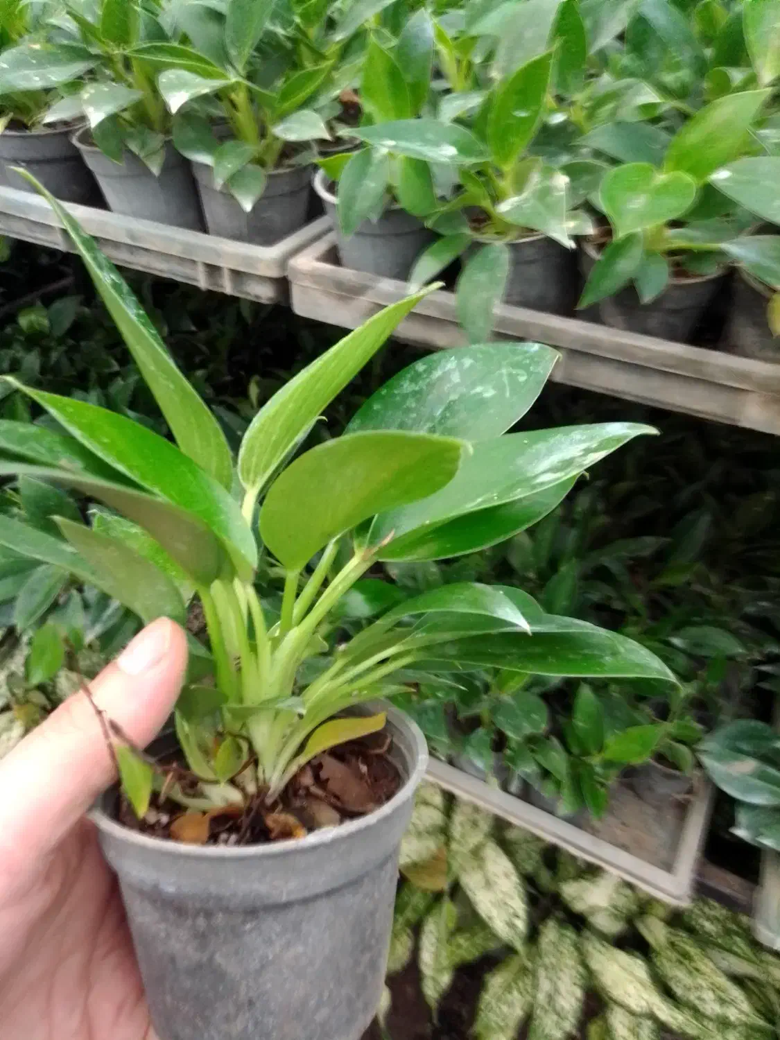 گل طبیعی برکین گلدون ۸ ریشه پر، اکثرا چند بوته|گل و گیاه طبیعی|زرگرشهر, |دیوار