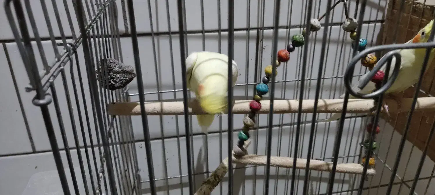 فروش جوجه تازه دونه خورشده|پرنده|فسا, |دیوار