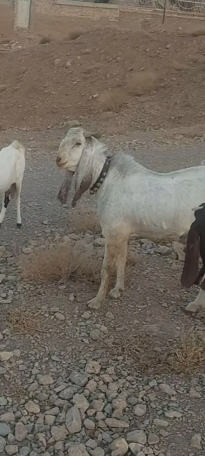 نربزپاکستانی|حیوانات مزرعه|پیر بکران, |دیوار