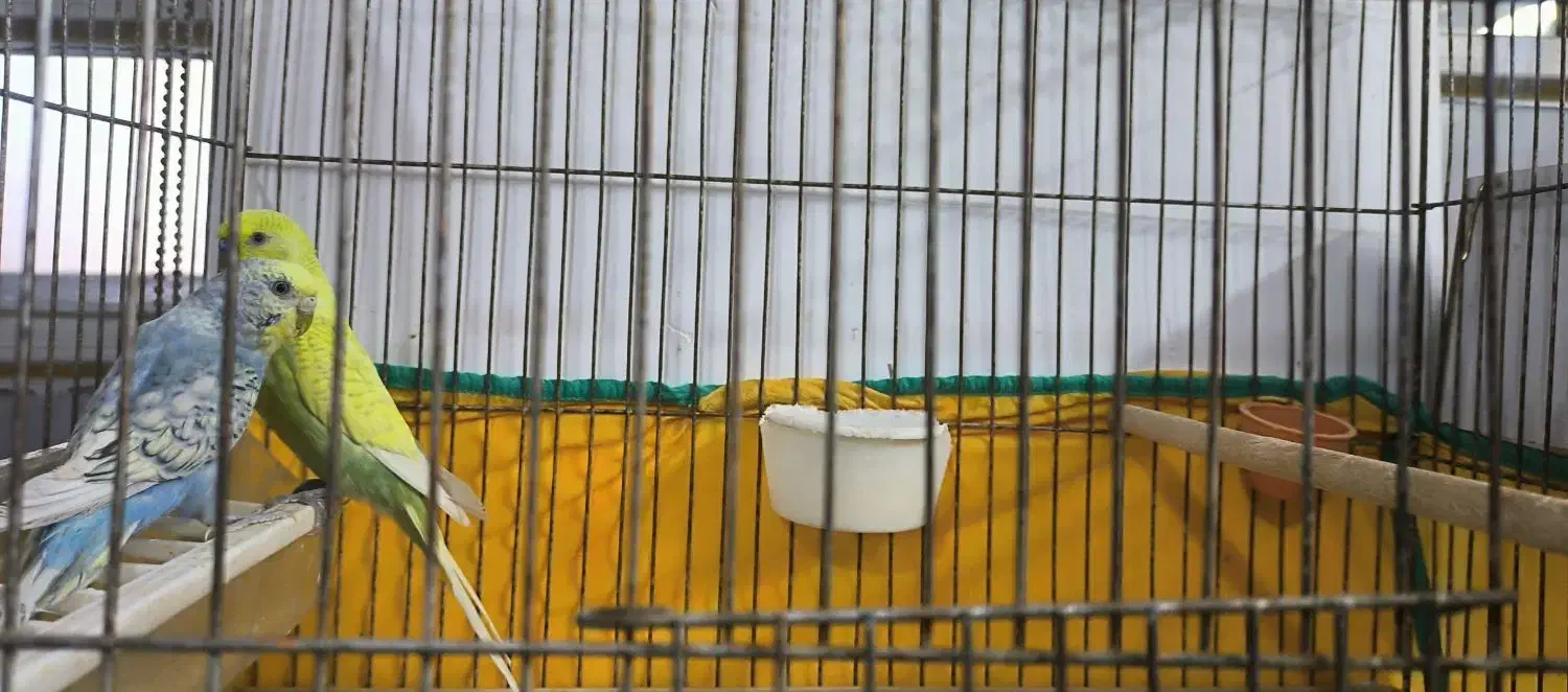 مرغ عشق رنگین کمانی|پرنده|اردکان, |دیوار