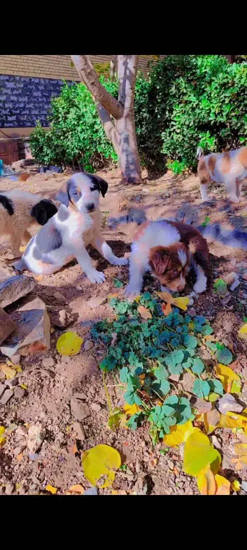 توله شتیتزو|سگ|قمصر, |دیوار