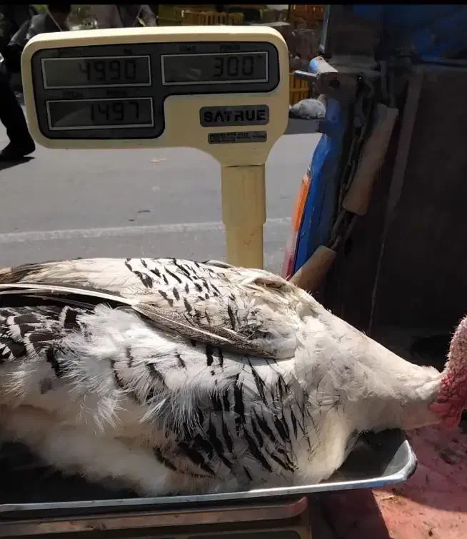 غاز|حیوانات مزرعه|رشت, فلسطین|دیوار