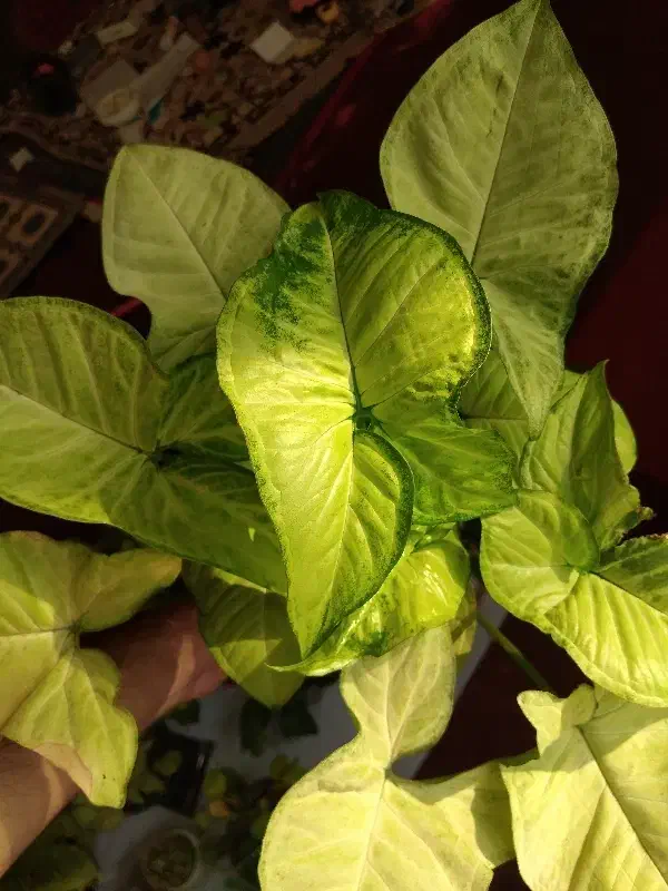 فروش ویژه گل های سینگونیوم|گل و گیاه طبیعی|بجنورد, |دیوار