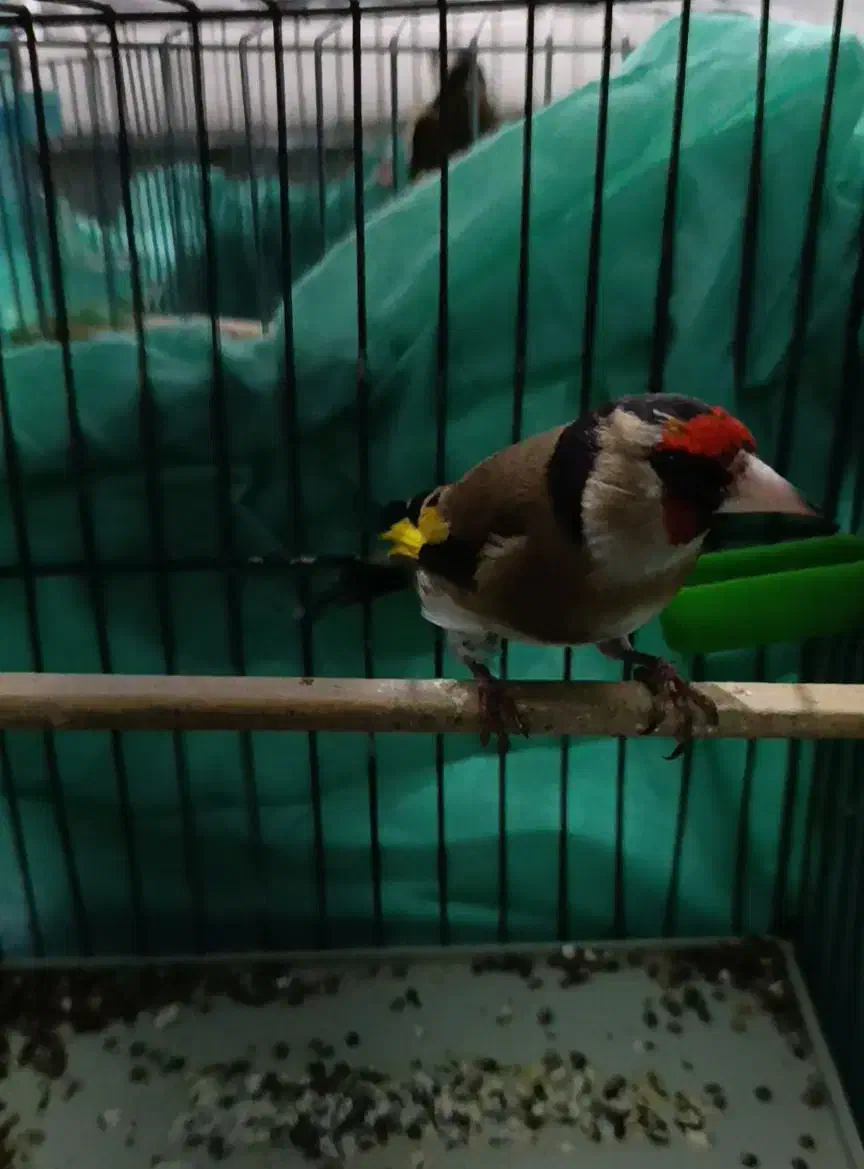 سهره نر|پرنده|نظرآباد, رسالت|دیوار