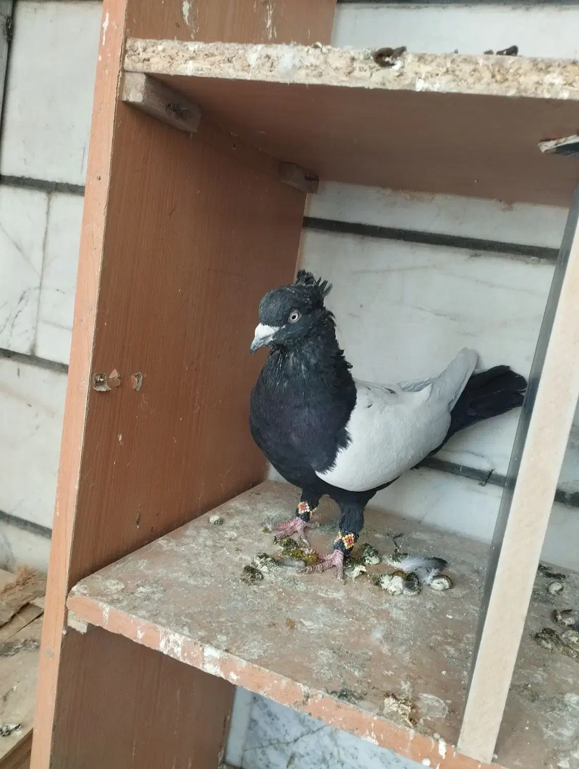 کفتر کبوتر سره حال|پرنده|بروجرد, |دیوار