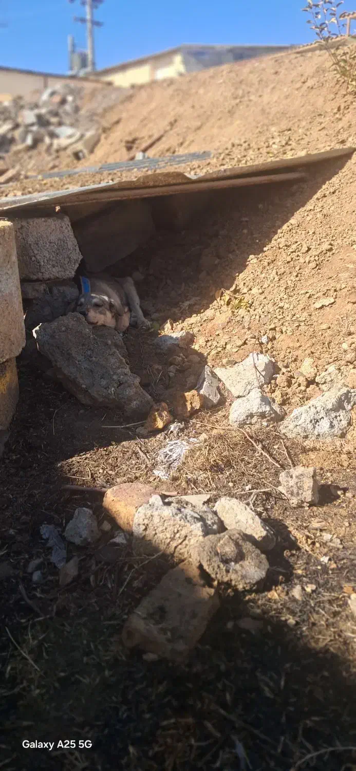 سگ پژدر اصل|سگ|زیویه, |دیوار