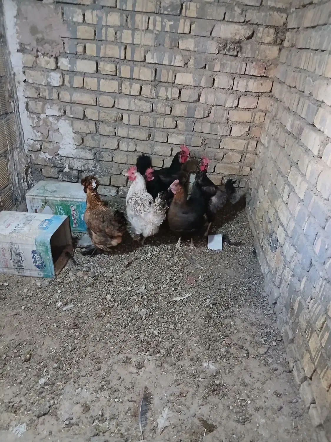 مرغ بومی تخمگذار|حیوانات مزرعه|لنجان, |دیوار