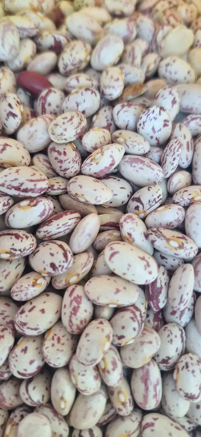 لوبیا چیتی|خوردنی و آشامیدنی|بلداجی, |دیوار