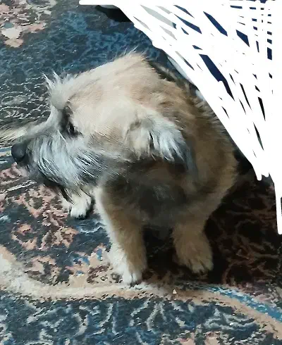 سگ پاکوتاه|سگ|بجنورد, |دیوار