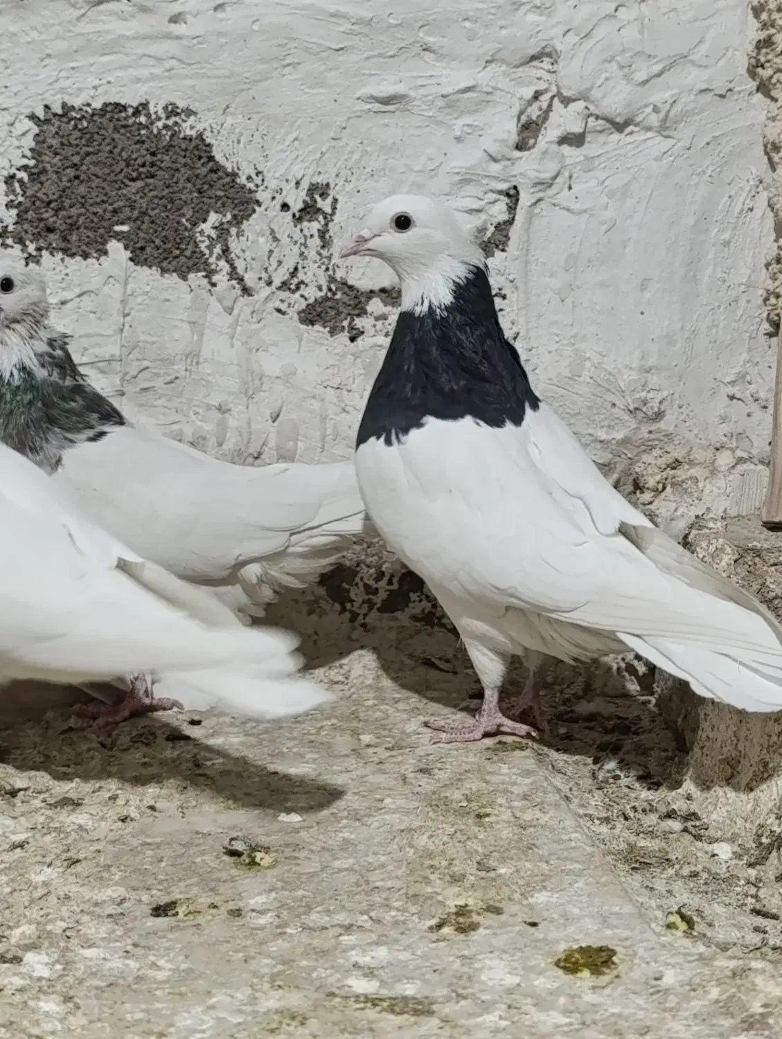 طوقی الماسی|پرنده|پیر سلیمان, |دیوار