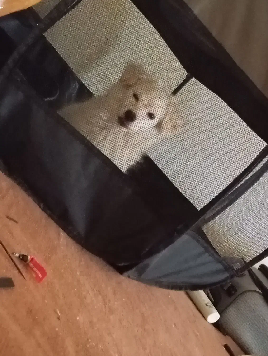 فروش سگ شیتزو پنج ماهه کاملن سالم  ماده|سگ|جم, |دیوار