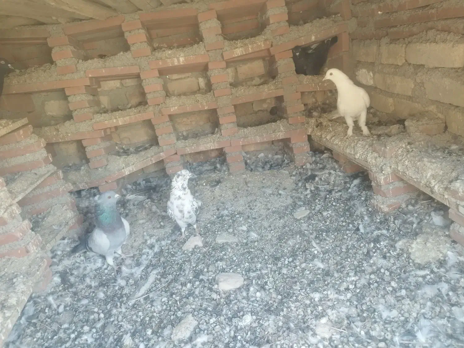 کبوتر|پرنده|هلیلان, |دیوار