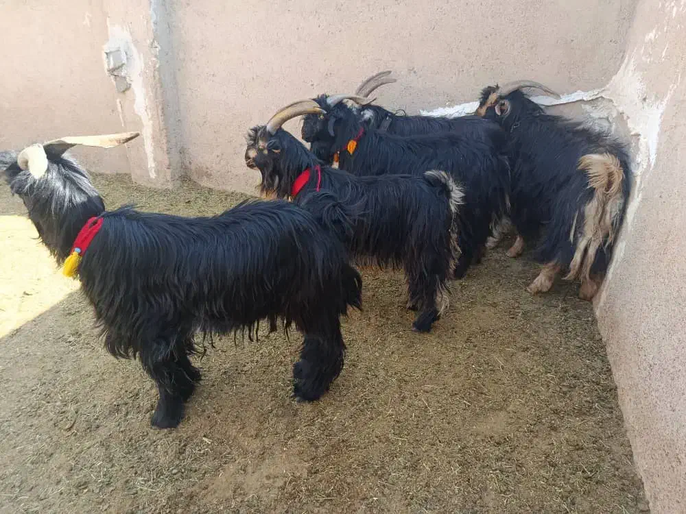 ۵راس چبش نر تخمی|حیوانات مزرعه|مرودشت, تخت جمشید|دیوار