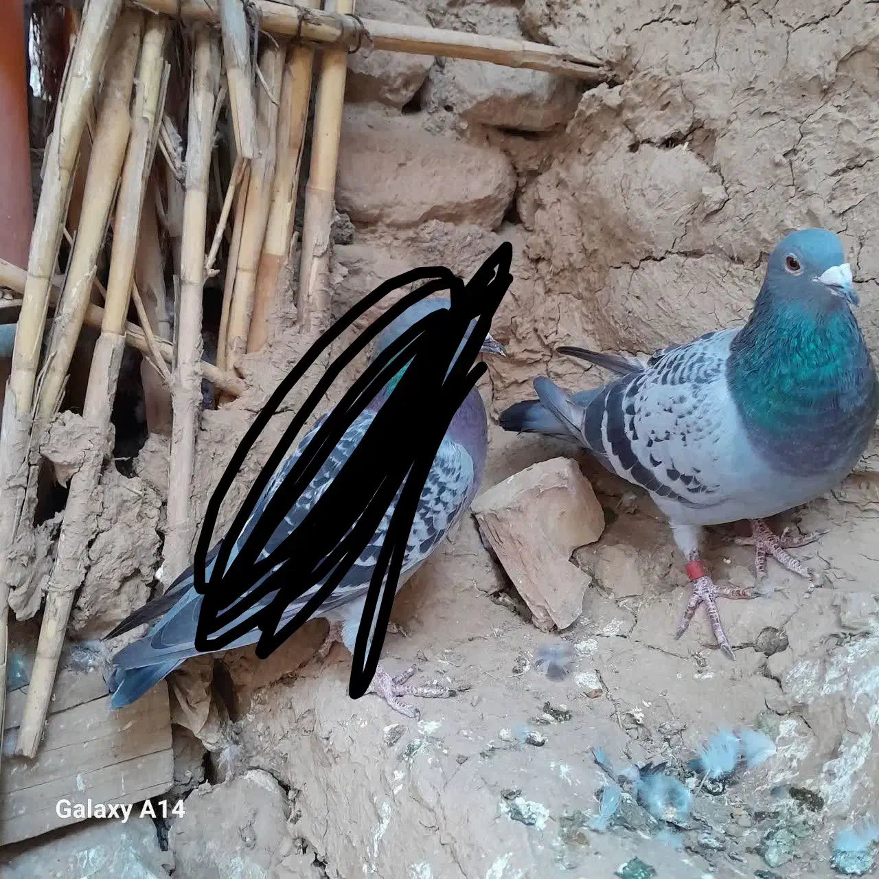 کفتر گم شده|حیوانات|بیرجند, |دیوار