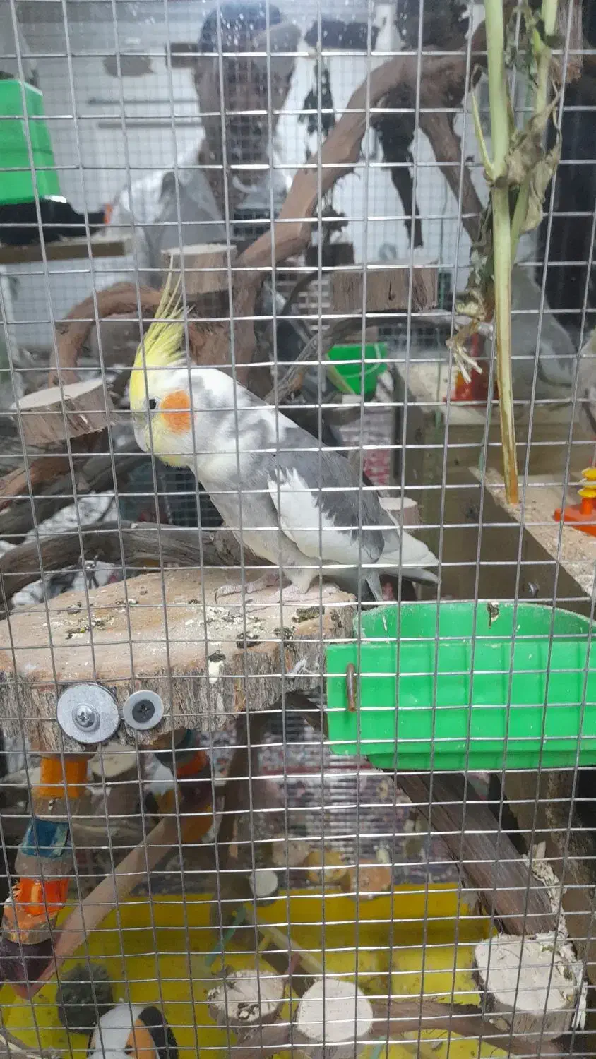 عروس هلندی مولد|پرنده|شیراز, غدیر شمالی|دیوار