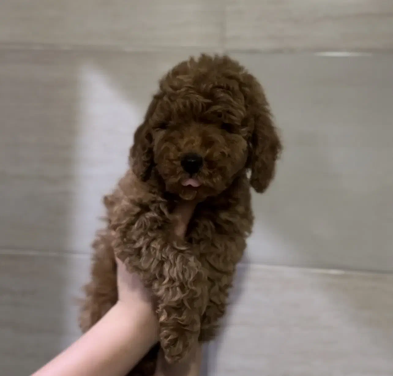 توی پودل نروماده رد|سگ|مشهد, الهیه|دیوار