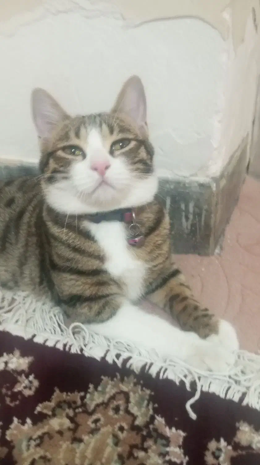 واگذاری رایگان گربه|گربه|هشتگرد, هشتگرد قدیم|دیوار