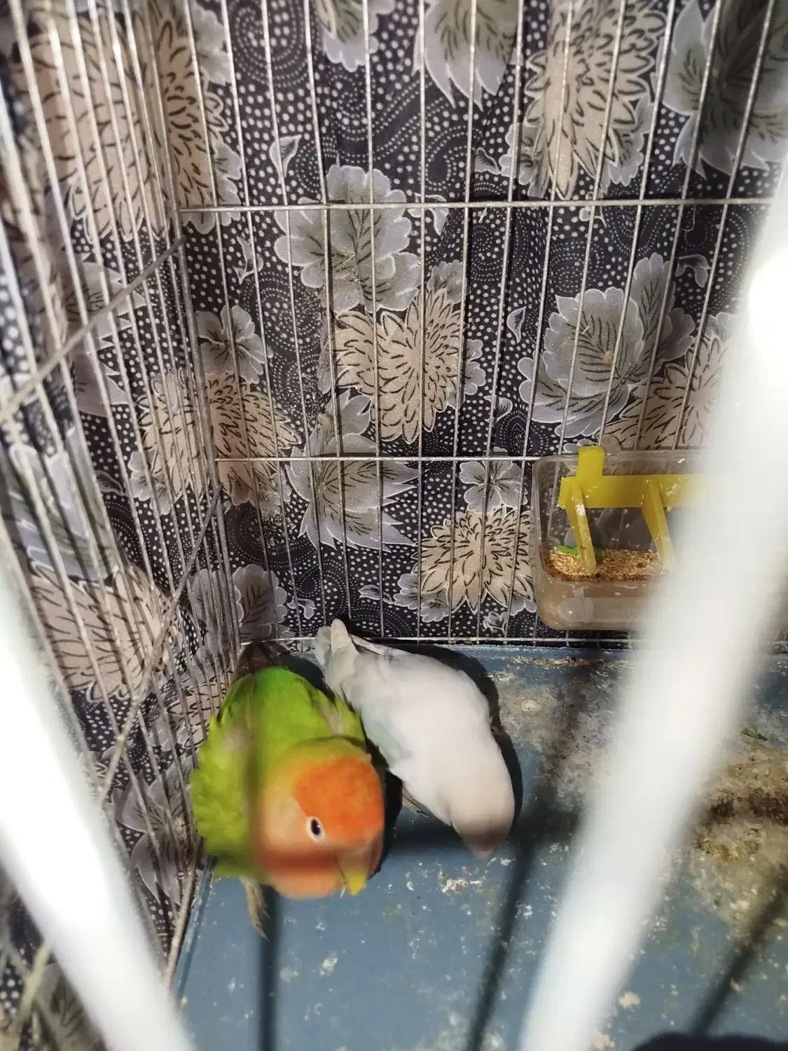 یک جفت طوطی برزیلی نروماده|پرنده|قرچک, زیبا شهر|دیوار