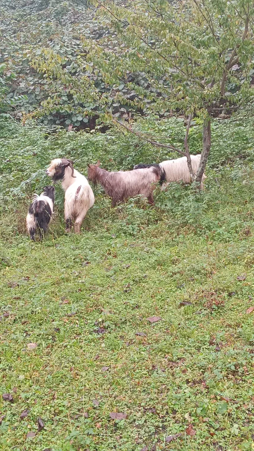 بز و بزغاله|حیوانات مزرعه|لیسار, |دیوار