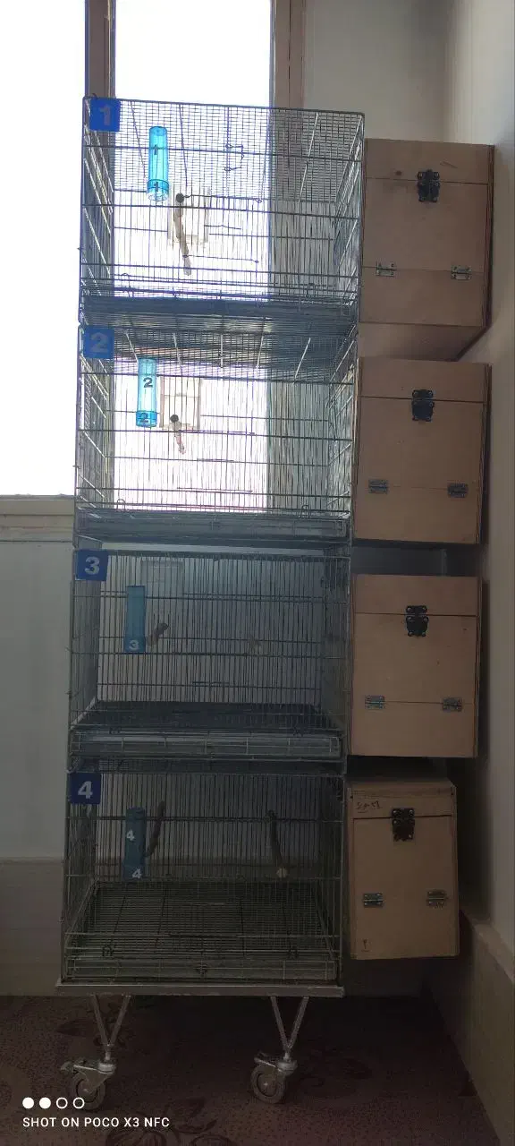 لانه لونه گرینچیک راهب چوب روس|لوازم جانبی حیوانات|پاکدشت, پاکدشت (مامازند)|دیوار