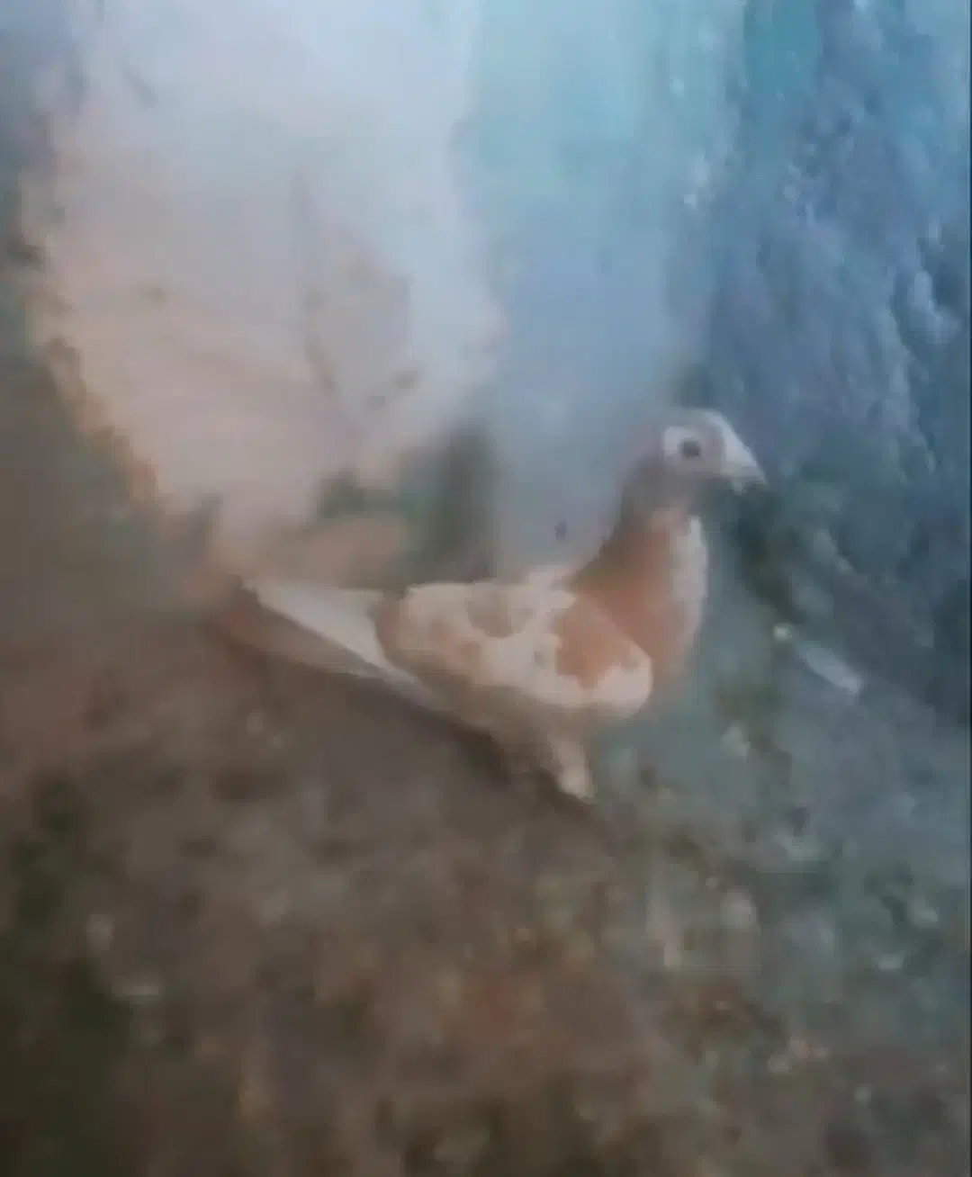 کبوتر|پرنده|استهبان, |دیوار