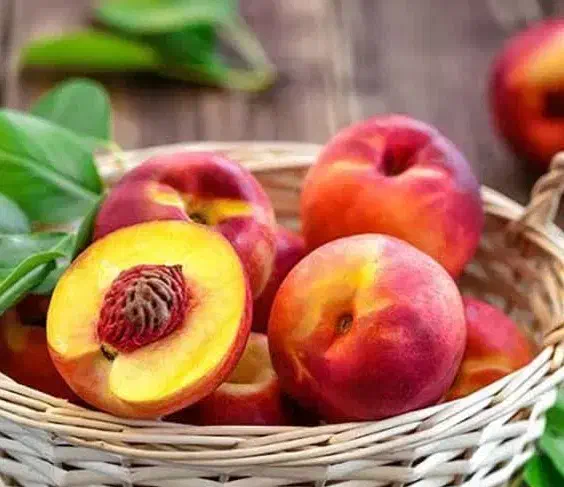 تولید نهال شلیل ردگلد|خدمات باغبانی و درختکاری|جونقان, |دیوار