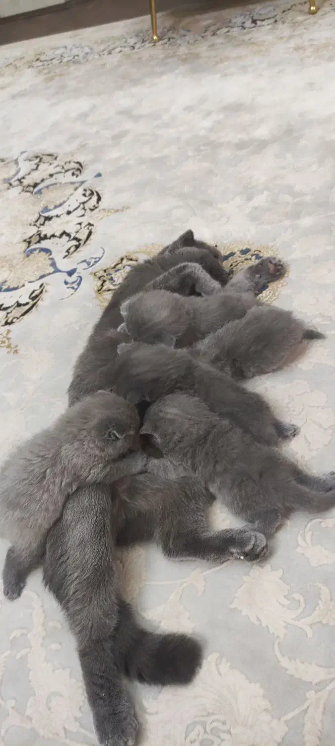 گربه اسکاتیش بلو فولد|گربه|زاهدان, |دیوار