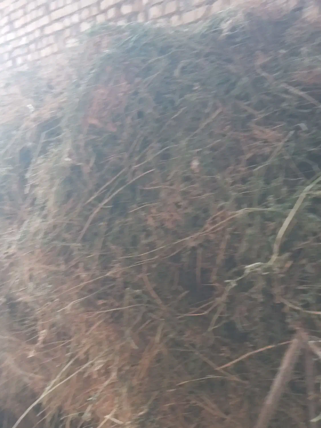 فروش یونجه|حیوانات مزرعه|قوچان, |دیوار