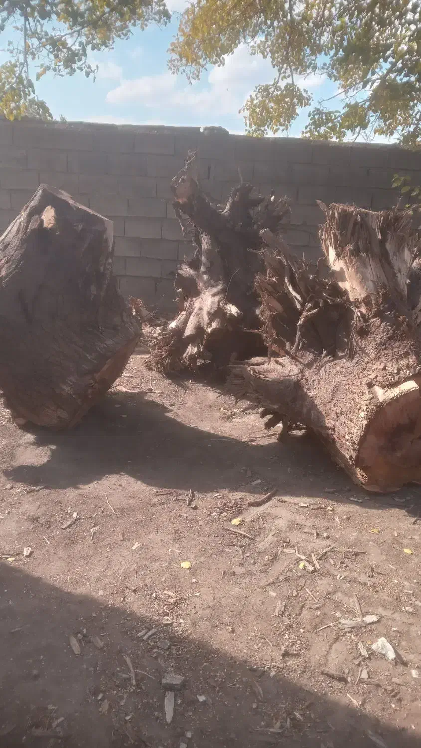 ریشه درخت گردو|گل و گیاه طبیعی|همدان, |دیوار