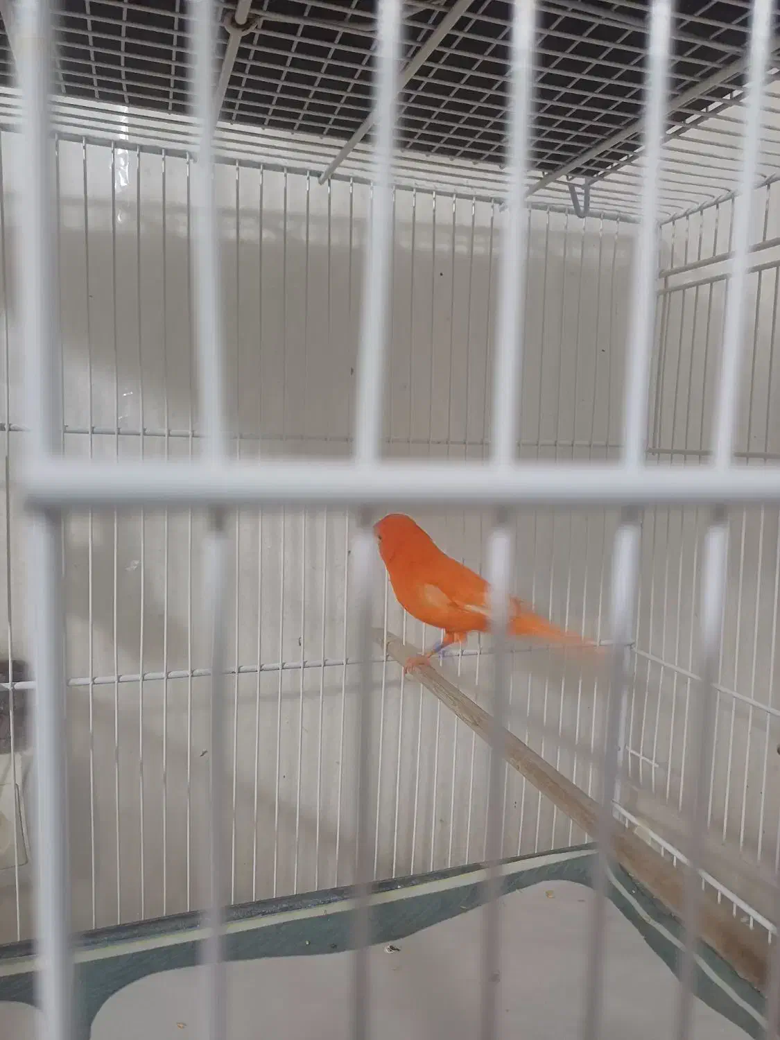 قناری نر سرخ اورجینال|پرنده|مشهد, شهید قربانی|دیوار