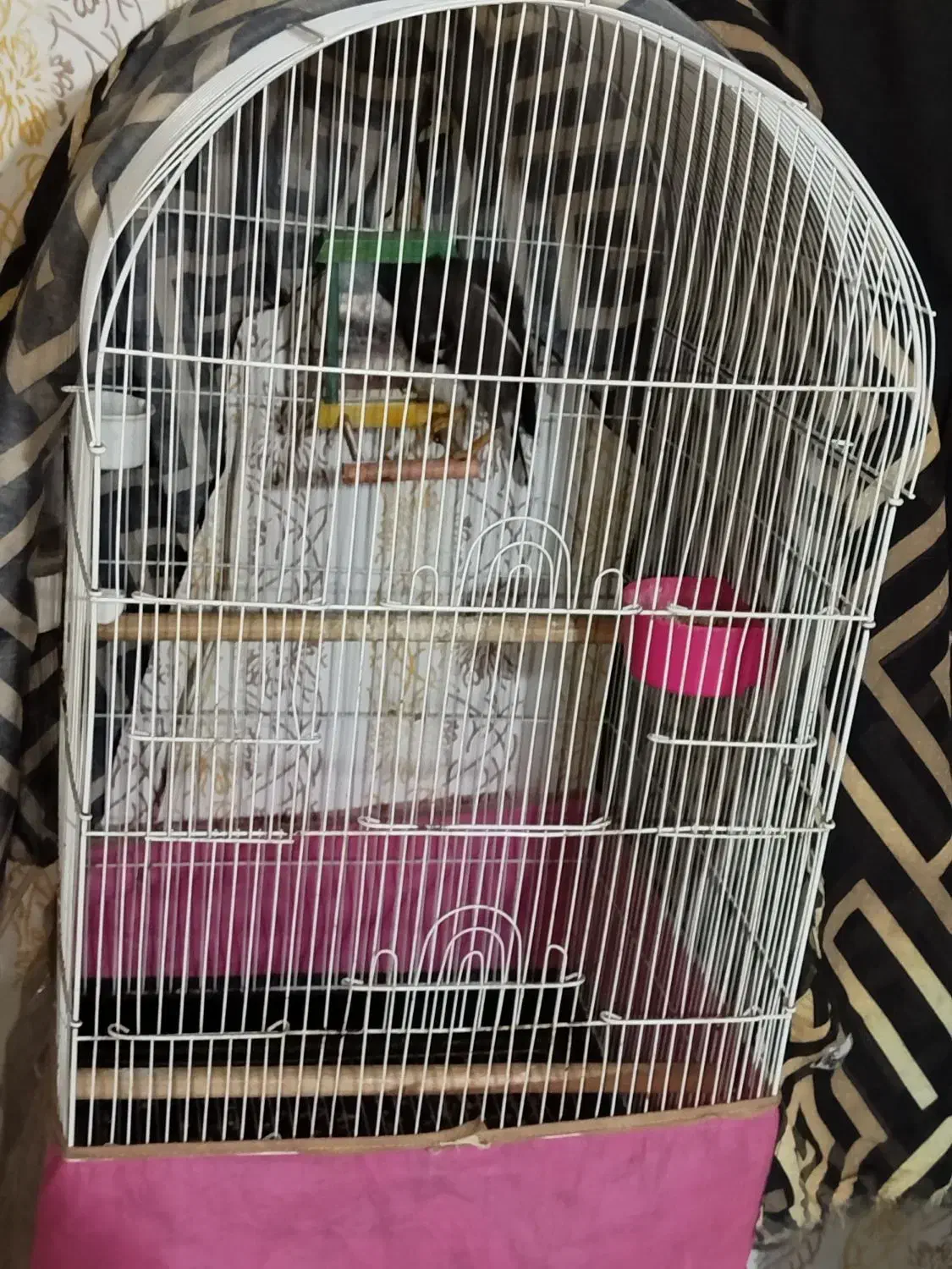 مرغ مینا سخنگو|پرنده|مشهد, کوی دروی|دیوار