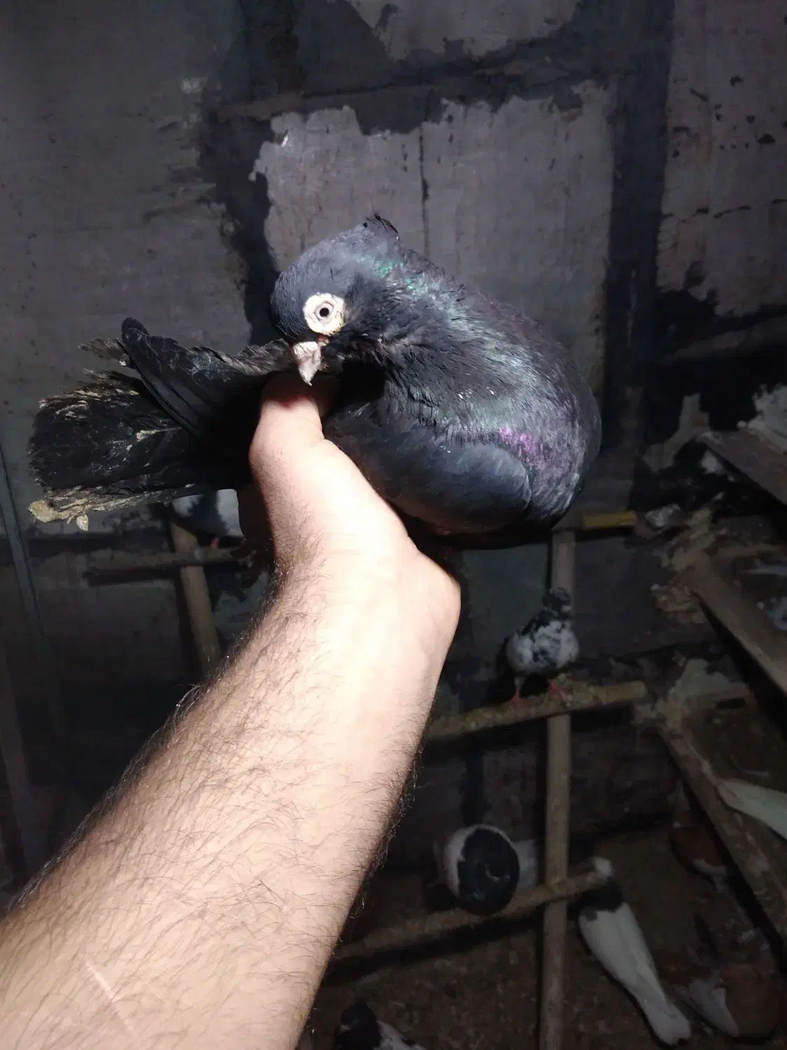 چند عدد کبوتر به دلیل نبود جفت|پرنده|میانه, |دیوار