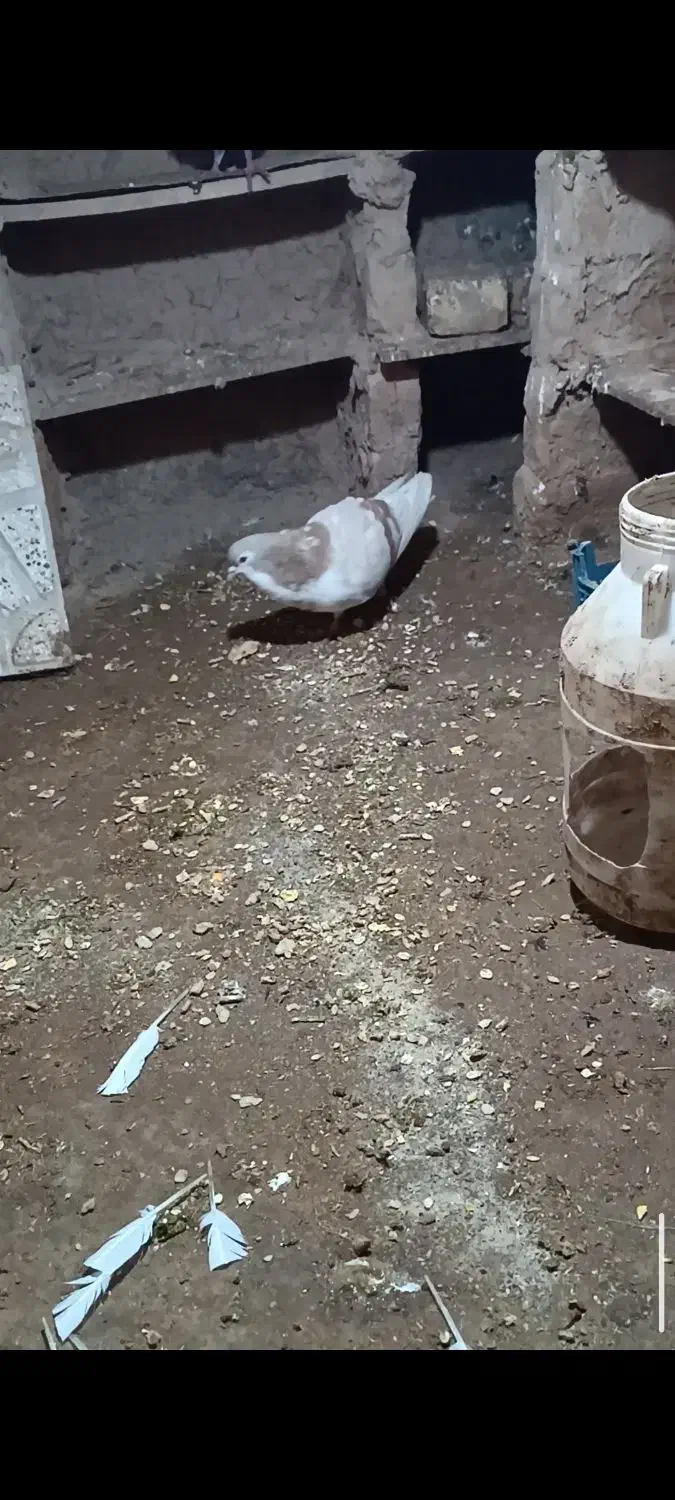 کفتر|پرنده|اسفراین, |دیوار