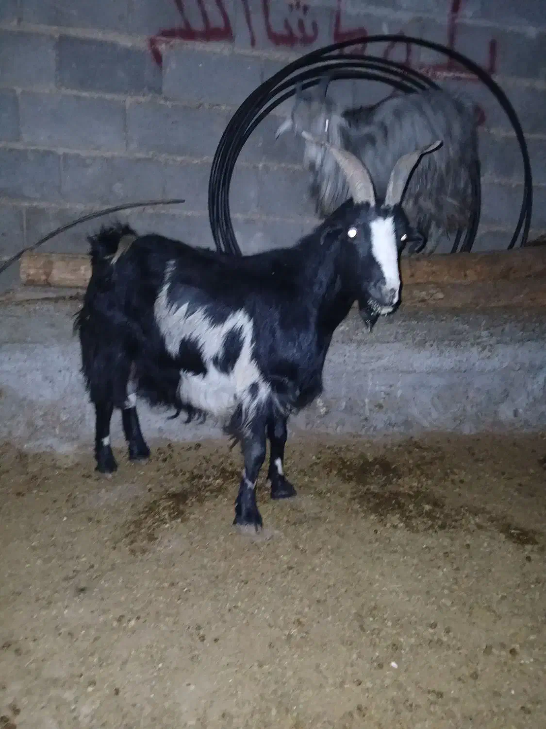 بز چاق جوان|حیوانات مزرعه|مرودشت, دولت آباد|دیوار