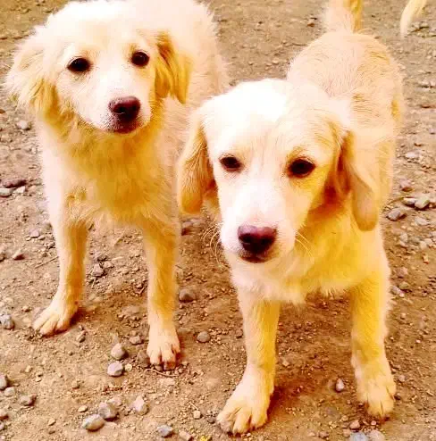 واگذاری رایگان تعدادی سگ پاکوتاه اشپیتز|سگ|هشتگرد, خور|دیوار