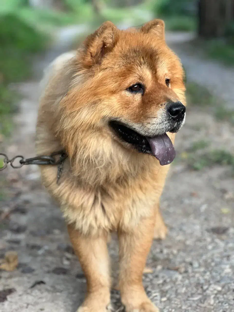 سگ چاو چاو|سگ|کوچصفهان, |دیوار