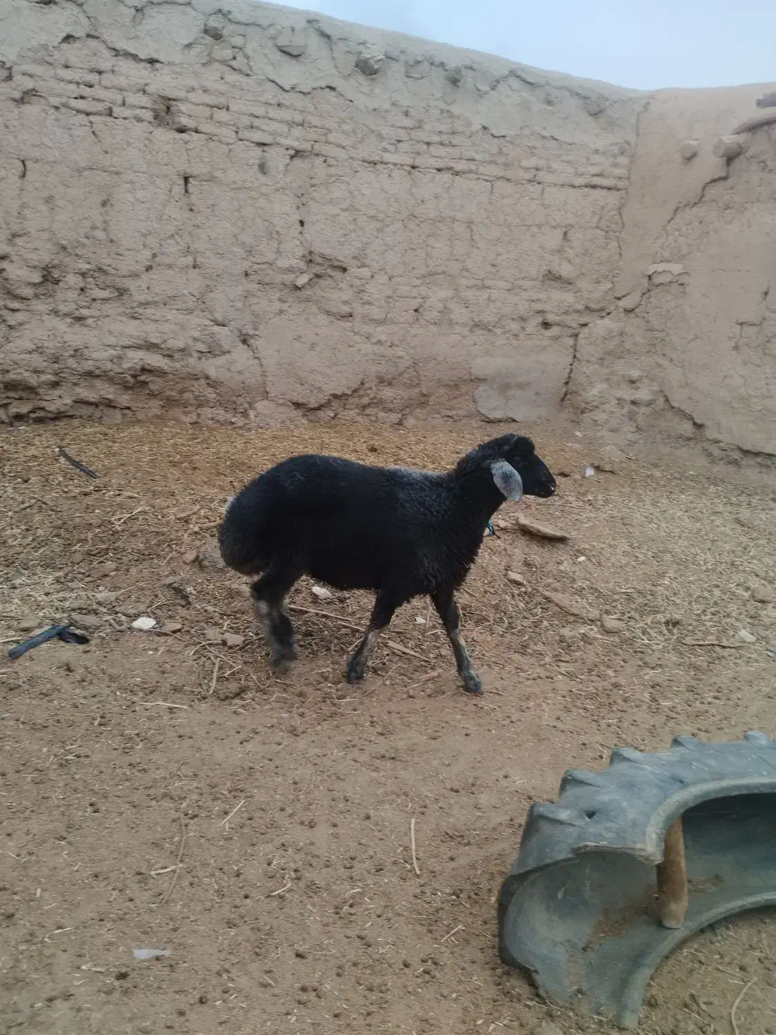 بره قوچ کبود|حیوانات مزرعه|فرمهین, |دیوار