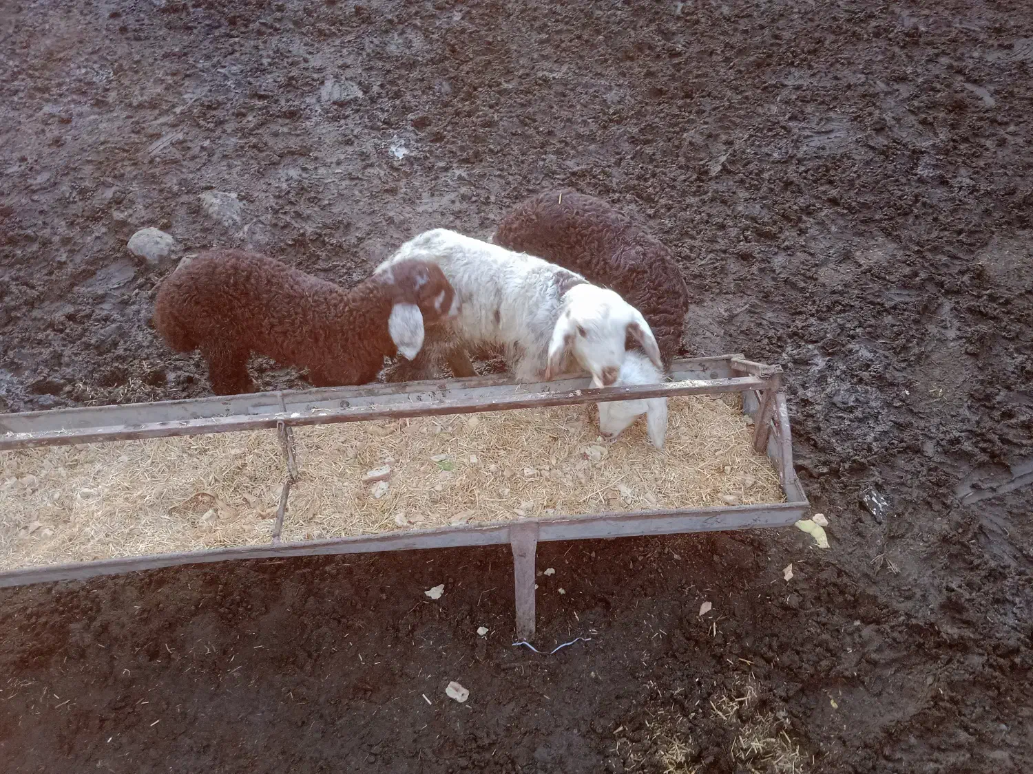 فروش گله بز وگوسفندد|حیوانات مزرعه|فاضل آباد, |دیوار