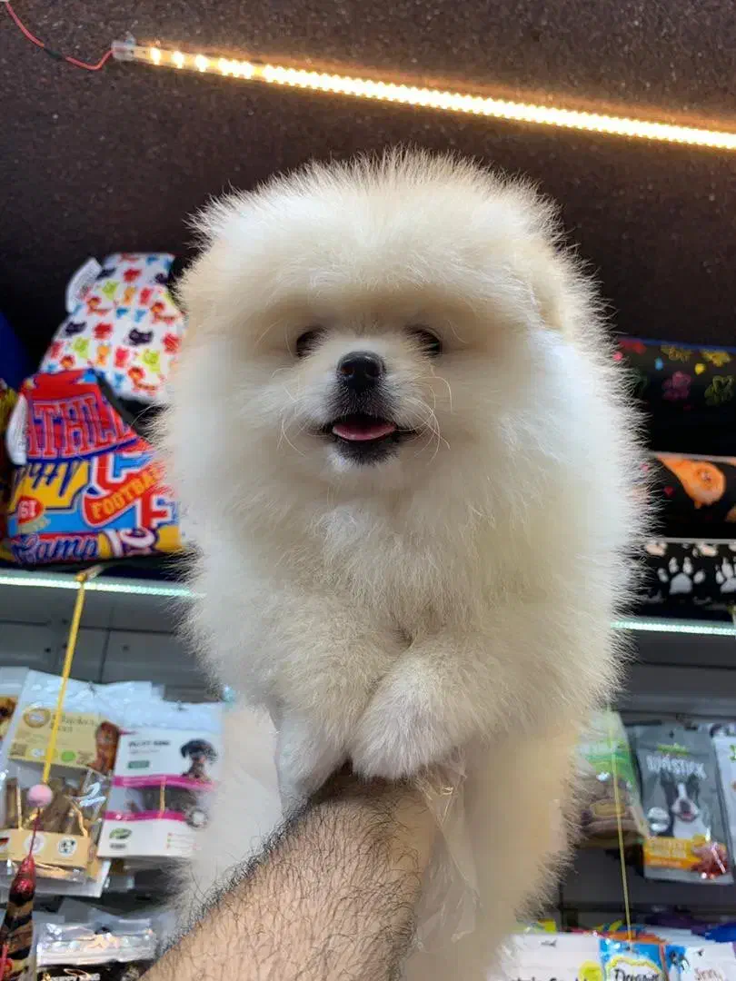 پامر سفید برفی|سگ|رشت, لاکانی|دیوار