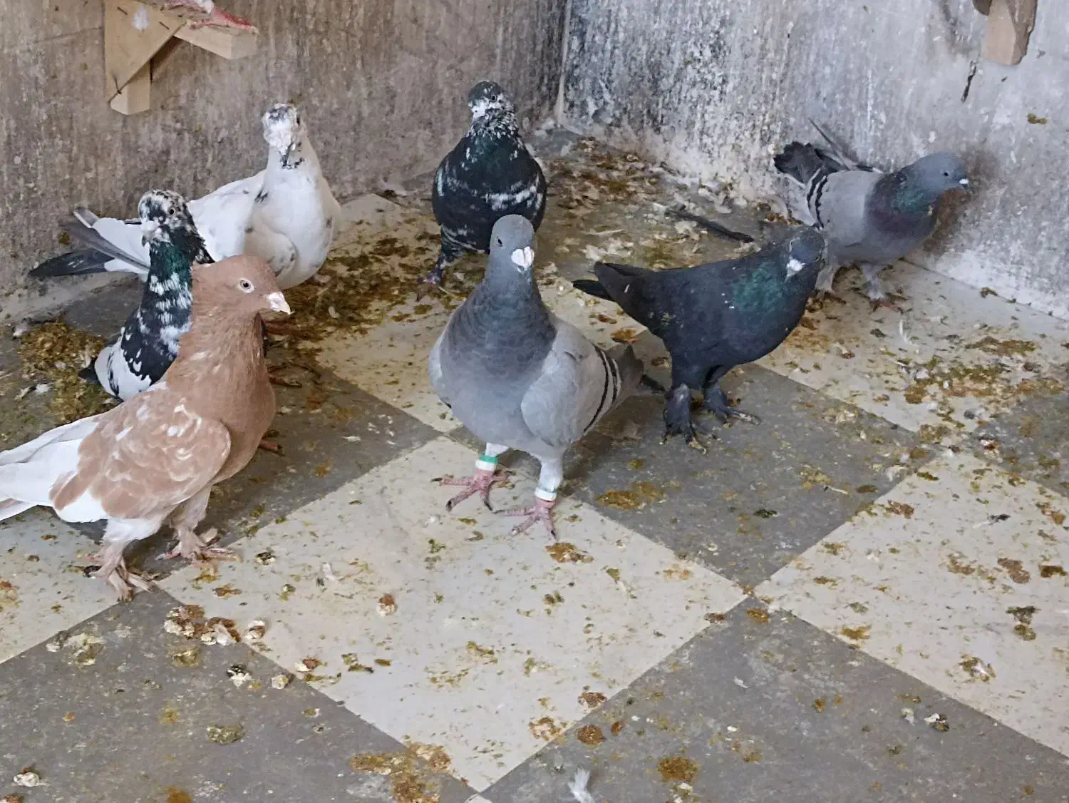 کفتر گرفتنی|پرنده|شیراز, تل حسین‌آباد|دیوار